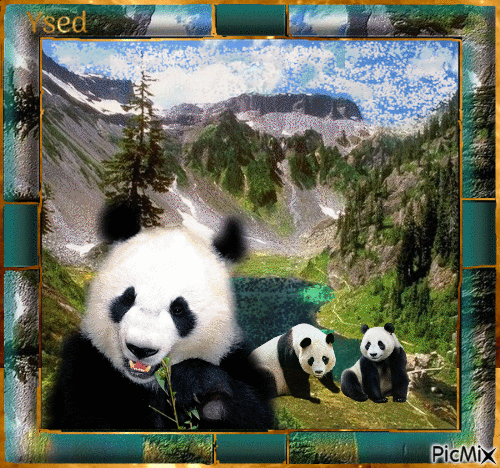 Oso panda - Gratis animeret GIF