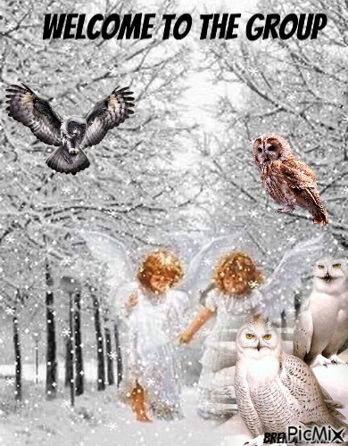welcome owl - PNG gratuit