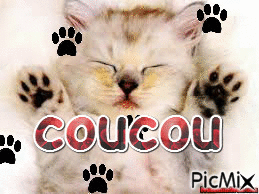 coucou - GIF animate gratis