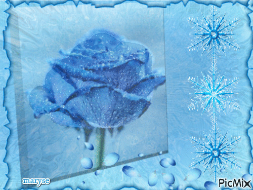 blue rose - Ingyenes animált GIF