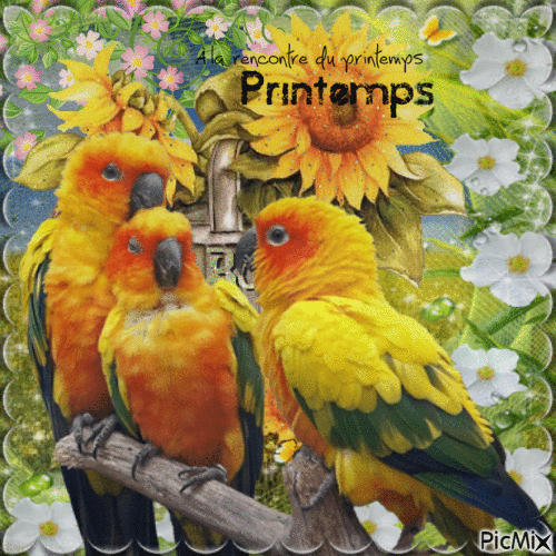 Printemps avec des perroquet - Besplatni animirani GIF