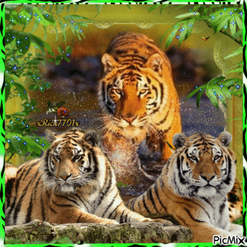 Jungle Tigers  3-20-24   xRick7701x - Free animated GIF