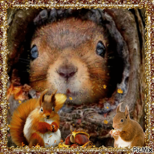 bientôt l'écureuil va hiberner tout l'hiver - Gratis animeret GIF