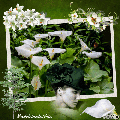 fleurs blanches - Nemokamas animacinis gif