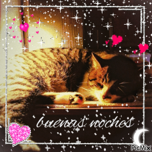 cat good night (gato buenas noches) - Nemokamas animacinis gif