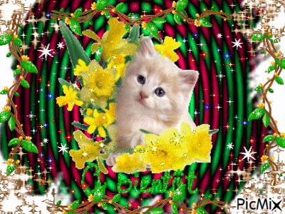 Jolie petit chat tout blanc - Безплатен анимиран GIF