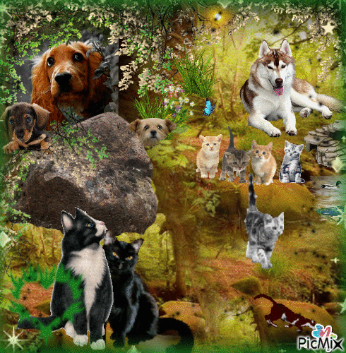Concours "Chien et chat" - Free animated GIF