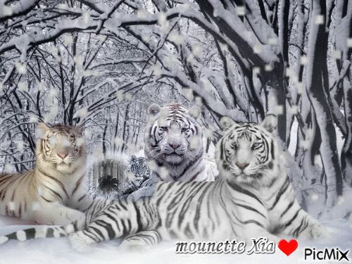 les tigres - Ingyenes animált GIF