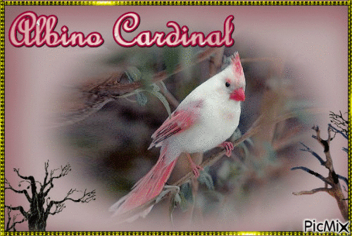 Albino Cardinal - GIF animado grátis