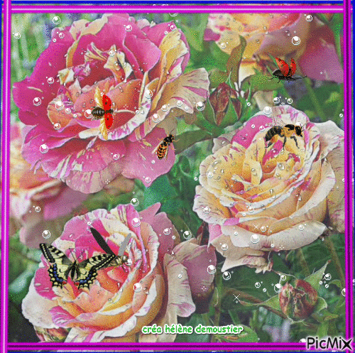 HD roses - Gratis geanimeerde GIF