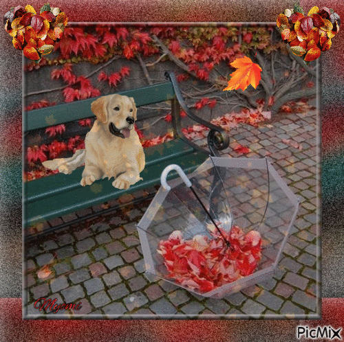 chien automne - Free animated GIF
