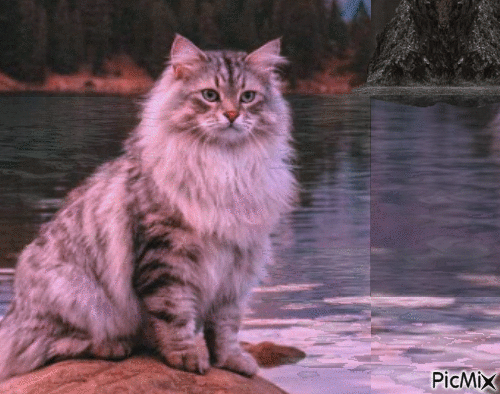 Amazing Cat - GIF animate gratis