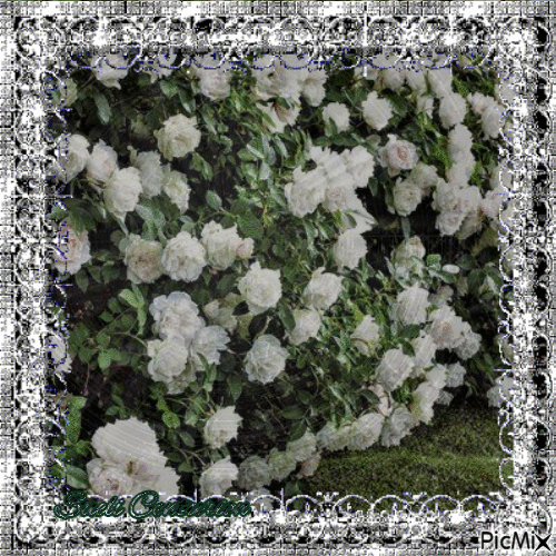 Flores Brancas - GIF animé gratuit