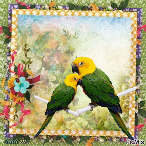 parrots - Gratis geanimeerde GIF