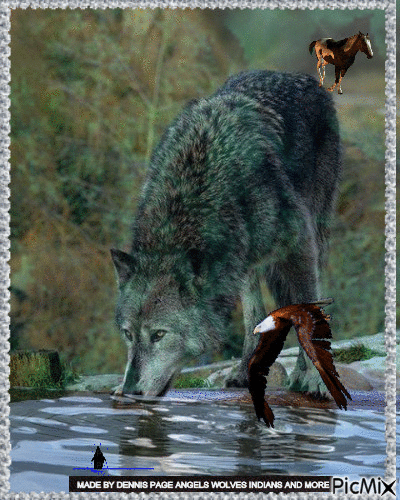 WOLF AT RIVERSIDE - Free animated GIF