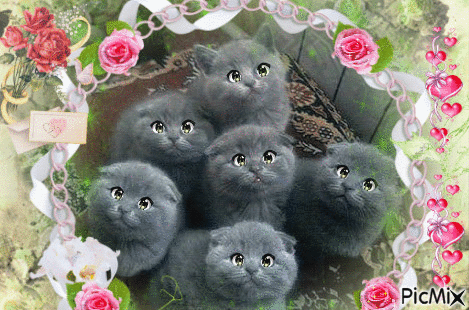 gatos - Ingyenes animált GIF
