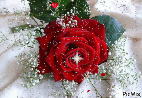 RED ROSE - Free animated GIF
