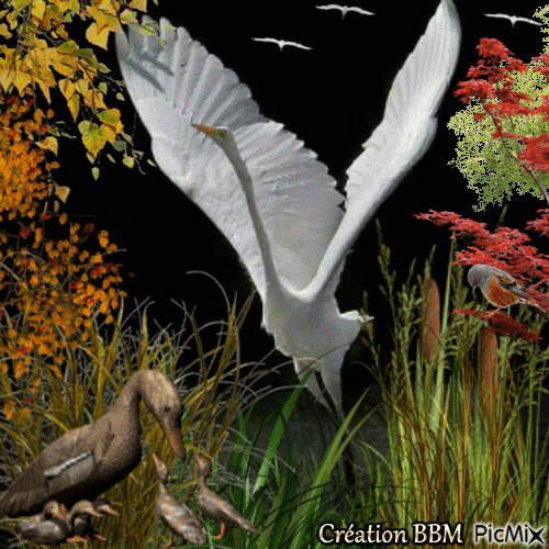 Oiseaux par BBM - Bezmaksas animēts GIF