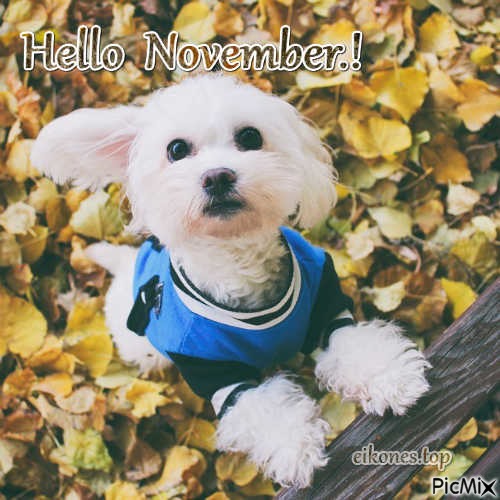 Hello  November.! - zdarma png