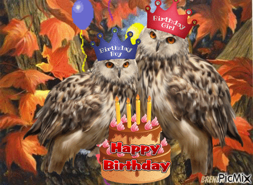 November birthday owl - Animovaný GIF zadarmo