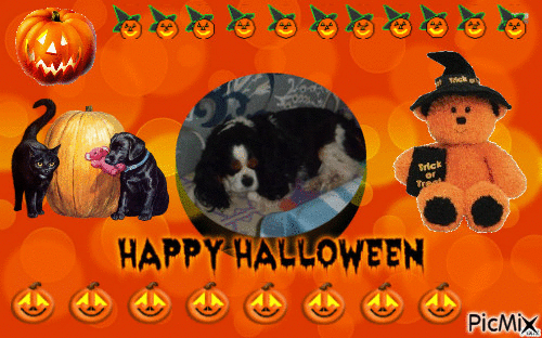 CHOUPETTE ET HALLOWEEN. - Free animated GIF
