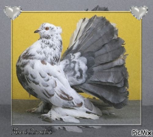 pigeon - Darmowy animowany GIF