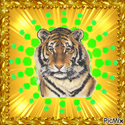 tigre - GIF เคลื่อนไหวฟรี