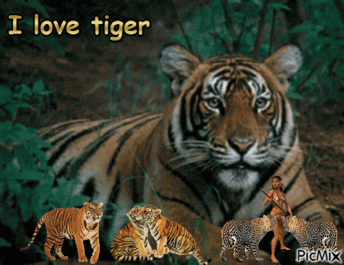I love tiger - GIF animé gratuit