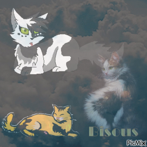 trois chat dans les nuages - Free animated GIF