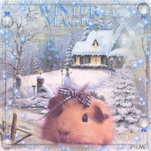 guinea pig-winter magic