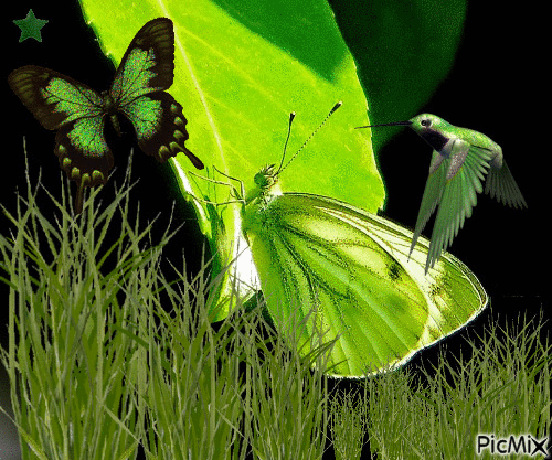 papillon vert - Gratis animeret GIF
