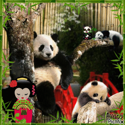 Pandas 🐼 - GIF animasi gratis