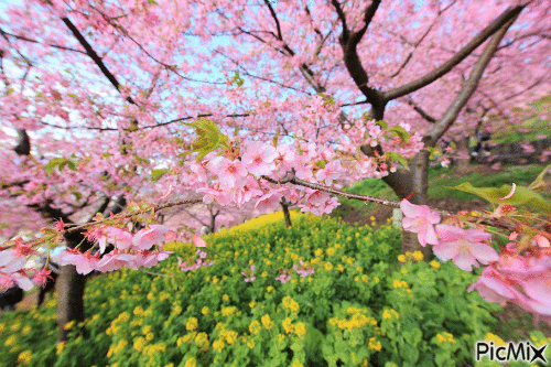 Les fleur au printemps - GIF animado grátis
