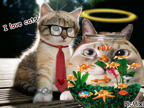 Cats & fishs - GIF animé gratuit