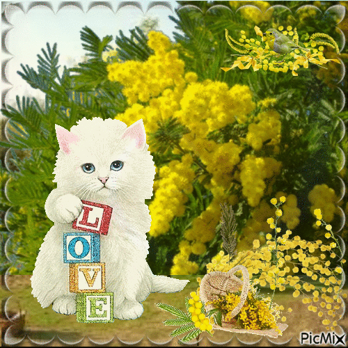 chat blanc dans les mimosa - Бесплатный анимированный гифка