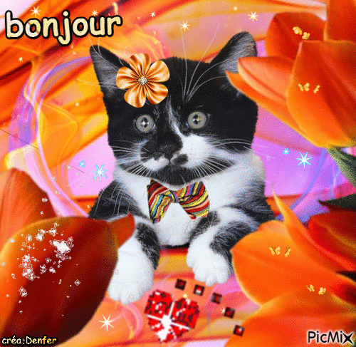 chat bonjour - Бесплатный анимированный гифка