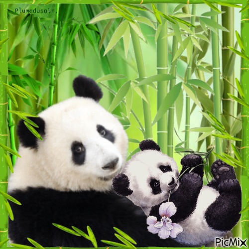 Maman panda et son bébé. - PNG gratuit