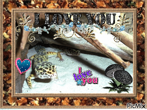 mes geckos - Gratis animerad GIF