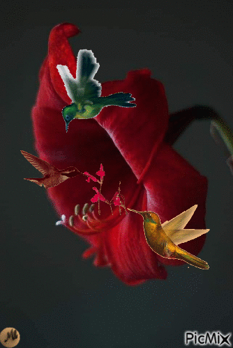 Tres colibrís - Δωρεάν κινούμενο GIF
