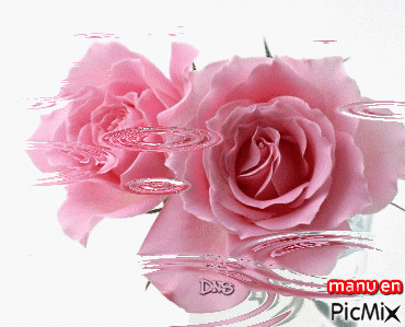 Rosas! - GIF animado grátis