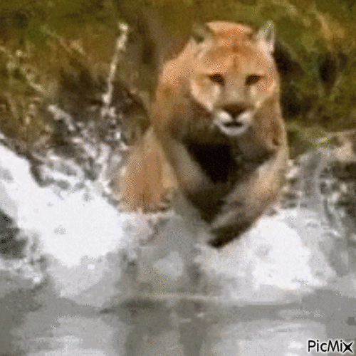 Cougar et faune - GIF animado gratis
