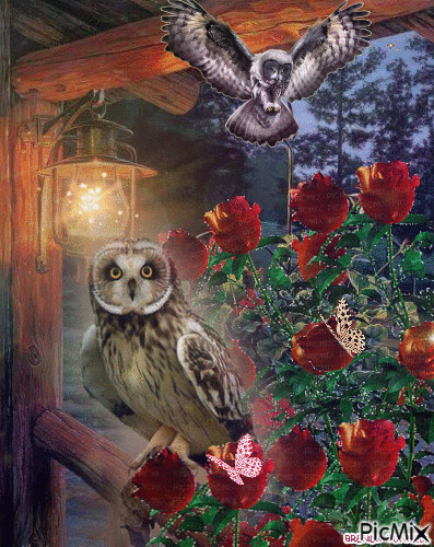 OWLS AND ROSES - GIF animé gratuit