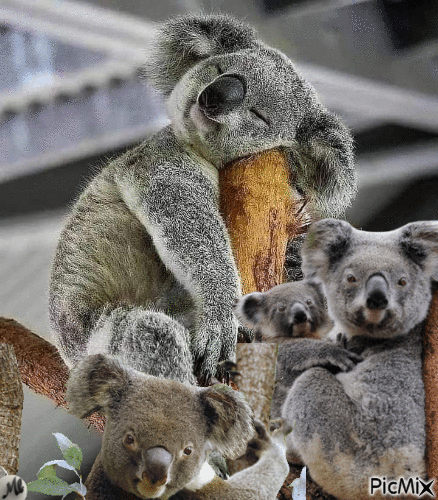 Familia koa - Besplatni animirani GIF