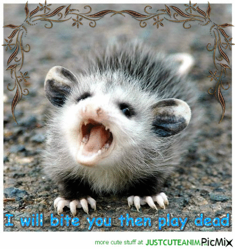 baby possum - Безплатен анимиран GIF