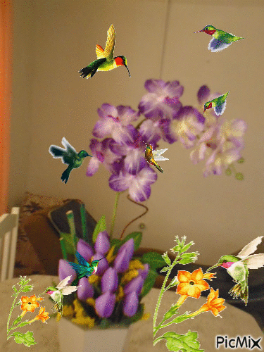 Minha Orquídia - Darmowy animowany GIF