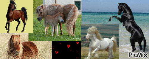 montage chevaux - Free animated GIF