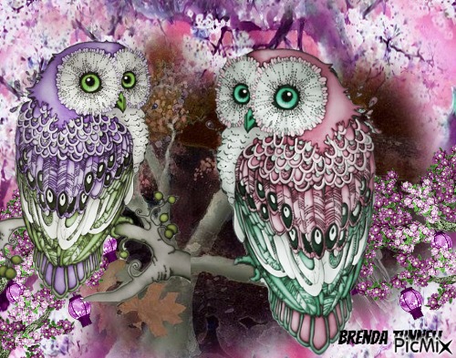 owl - darmowe png