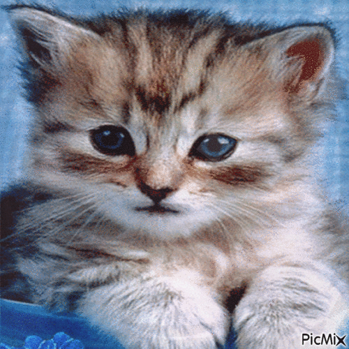 Amazing Kitty - Gratis geanimeerde GIF