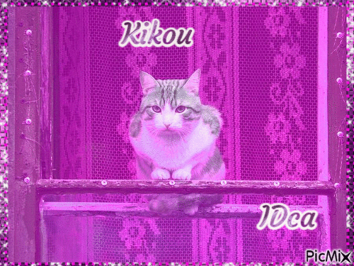 Kikou les chatons - Ilmainen animoitu GIF