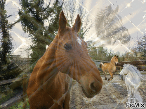 Horse - Gratis geanimeerde GIF